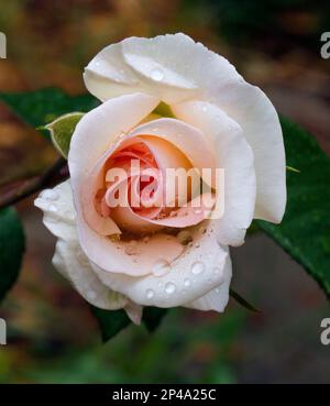Foto ravvicinata della rosa del tè ibrido della promessa rosa coperta da gocce di pioggia. Foto Stock