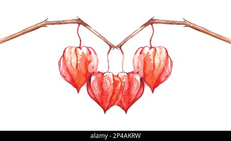 Acquerello disegnato a mano physalis inverno ciliegia capo gooseberry frutta bacche isolato. Foto Stock