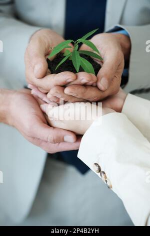 Favorire la crescita aziendale. Immagine ritagliata di mani che tengono una piccola pianta che cresce nel suolo. Foto Stock