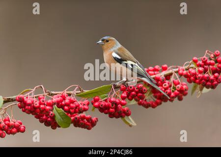 Coelebs fringilla comune, maschio adulto arroccato sul ramo cotoneaster con bacche, Suffolk, Inghilterra, marzo Foto Stock