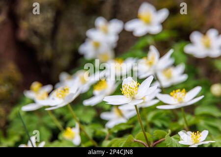 Primo piano a fioritura anemone in legno Foto Stock