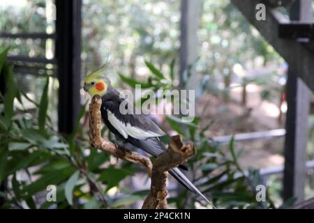 Cockatiel maschile (Nymphicus hollandicus) arroccato su un albero in uno zoo : (pix Sanjiv Shukla) Foto Stock