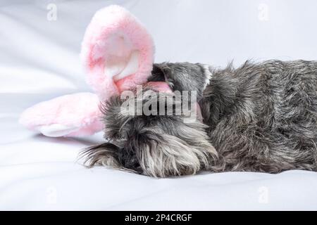 Un cucciolo di Schnauzer in miniatura in orecchie di coniglio rosa che dorme su un lenzuolo bianco. Una vacanza per gli animali domestici. Cacciatore di uova di Pasqua. Foto Stock