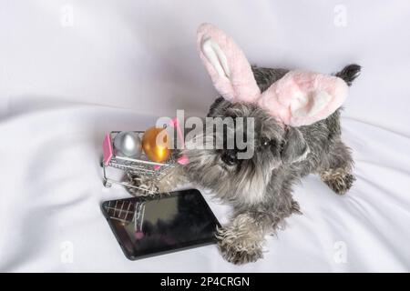 Un cucciolo di Schnauzer in miniatura in orecchie di coniglio rosa che giace accanto a un telefono e un carrello con uova di Pasqua dipinte su uno sfondo bianco. Negozio online di Pasqua Foto Stock