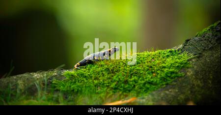 Salamander salamandra della foresta nella foresta su erba e muschio alla ricerca di cibo, la foto migliore. Foto Stock