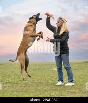 giovane pastore belga che gioca con la donna nella natura Foto Stock