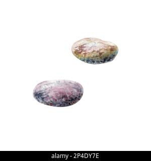 Un insieme di illustrazioni acquerello mante raggio, calamari, meduse, polpo, rana pescatrice, coralli, pietre Foto Stock