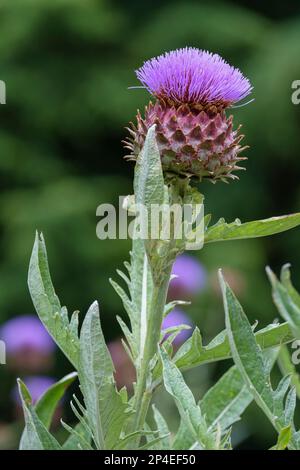 Cardo, Cynara cardunculus, carciofo carciofo, porpora, cardo, fiori simili a carciofo, perenne, Foto Stock