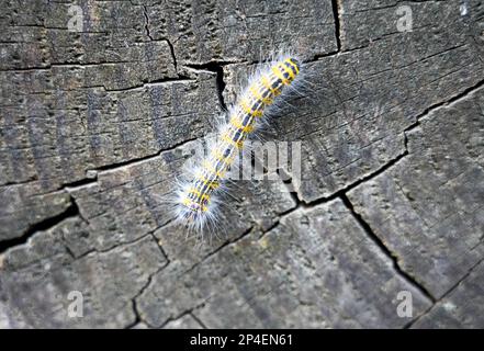 Punta di buff Caterpillar. Phalera bucephala. Primo piano di insetto. Moth della famiglia Notodontidae. Foto Stock