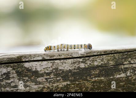 Punta di buff Caterpillar. Phalera bucephala. Primo piano di insetto. Moth della famiglia Notodontidae. Foto Stock