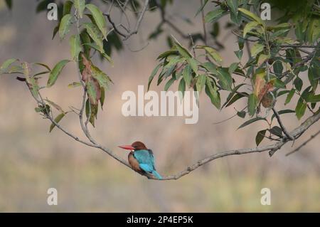 Uccelli di piume, gregge insieme a Bharatpur, India Foto Stock