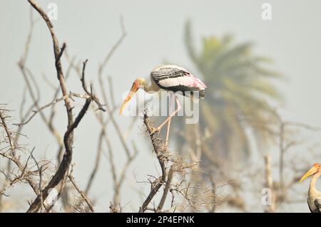 Uccelli di piume, gregge insieme a Bharatpur, India Foto Stock