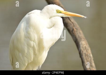 Uccelli di piume, gregge insieme a Bharatpur, India Foto Stock