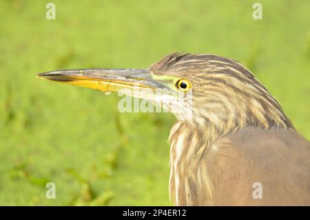 Uccelli di piume, gregge insieme a Bharatpur, India Foto Stock