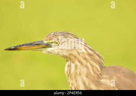 Uccelli di piume, gregge insieme a Bharatpur, India Foto Stock