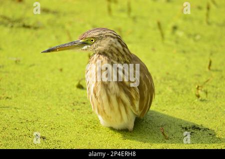 Uccelli di piume, gregge insieme a Bharatpur, India Foto Stock