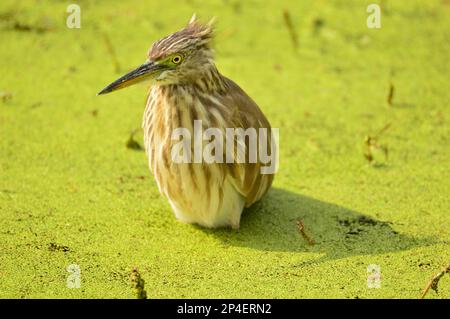 Uccelli di piume, gregge insieme a Bharatpur, India Foto Stock