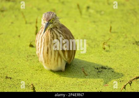 Uccelli di piume, gregge insieme a Bharatpur, India Foto Stock