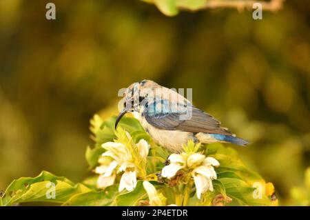 Uccelli di piume, gregge insieme a Bharatpur, India Foto Stock