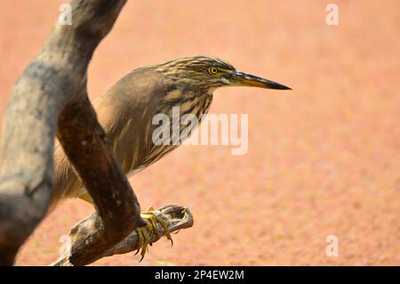 Uccelli di piume, gregge insieme a Bharatpur, India Foto Stock