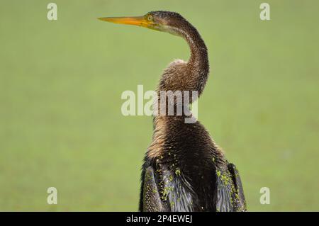 Uccelli di piume, gregge insieme a Bharatpur, India Foto Stock