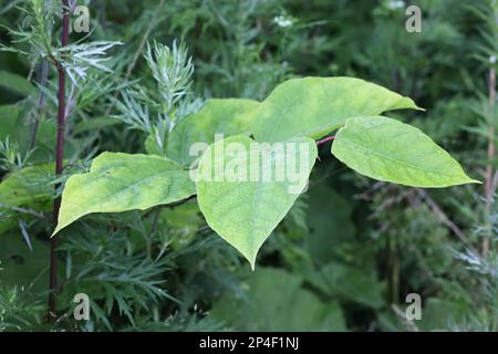 Giapponese Knotweed, Reynoutria japonica, noto anche come bambù americano, asiatico nodweed o Crimson bellezza, pianta altamente invasiva dalla Finlandia Foto Stock