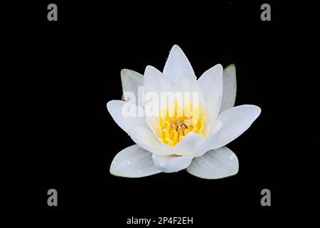 Ninfea bianca, Nymphaea alba, conosciuta anche come ninfea bianca europea o nenuphar bianco, pianta acquatica selvatica da Fillnad Foto Stock