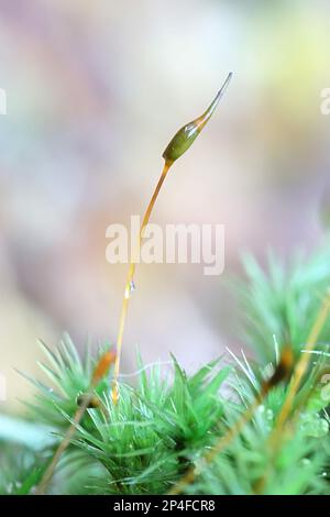 Diclanum scoparium, comunemente noto come muschio delle ginocchia o muschio delle ginocchia Foto Stock