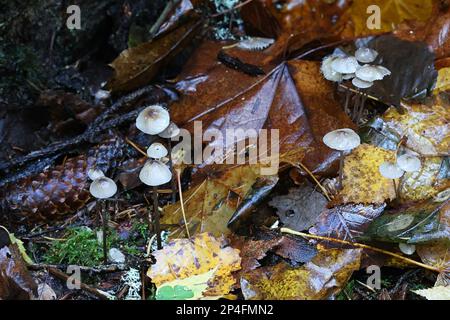 Mycena galopus, noto come la mungitura del cofano o del latte-drop mycena di funghi selvatici dalla Finlandia Foto Stock