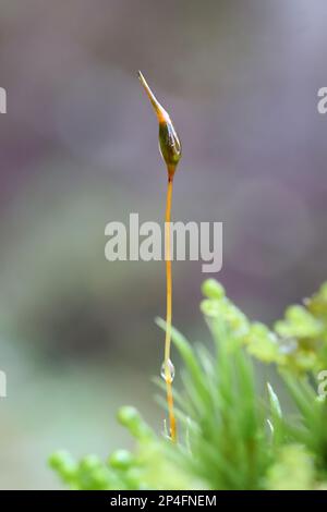 Diclanum scoparium, comunemente noto come muschio delle ginocchia o muschio delle ginocchia Foto Stock
