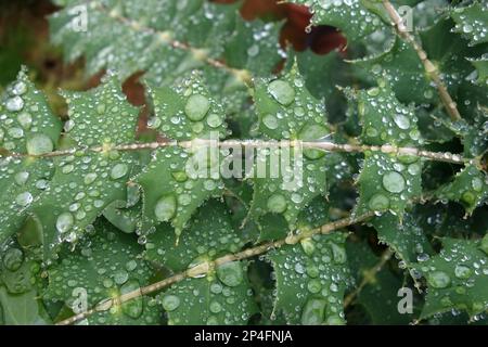 Mahonia, Mahonia x media, sole invernale, gocce di acqua piovana unite su foglie idrorepellenti di un arbusto da giardino in autunno Foto Stock