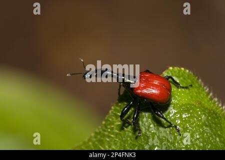 Giraffa collo di cigno, altri animali, insetti, barbabietole, animali, Weevil, ragazza femminile collo weevil, Madagascar Foto Stock