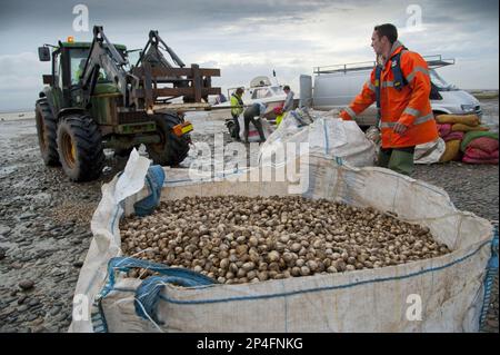 Raccoglitrici autorizzati scaricano e pesano cocchi dopo il prelievo da letti di cockle, Foulnaze Bank, tra Lytham e Southport, estuario Ribble Foto Stock