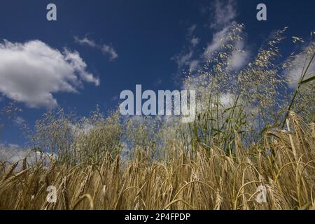 Avena a mosca, avena a vento, avena a mosca (avena fatua), erbe dolci, panicole di avena selvatica in orzo raccolto in orecchio Foto Stock