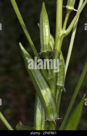 L'okra è apprezzata per i suoi baccelli di semi verdi commestibili. Originaria dell'Africa, la pianta è coltivata in ambienti tropicali, subtropicali e moderatamente caldi Foto Stock