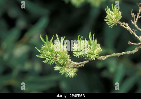 (Eucommia ulmoides) fiori maschi foglie appena emergente Foto Stock