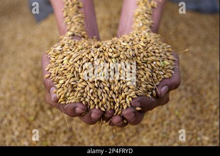 Orzo (Hordeum vulgare), contadino con una manciata di semi raccolti, Inghilterra, Regno Unito Foto Stock