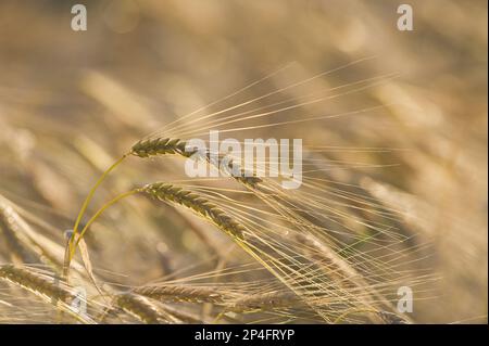 Raccolta dell'orzo (Hordeum vulgare), primo piano delle spighe che maturano nel campo, Norfolk, Inghilterra, Regno Unito Foto Stock