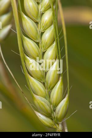 Orzo (Hordeum vulgare) raccolto, primo piano di maturazione orecchio, Lincolnshire, Inghilterra, Regno Unito Foto Stock