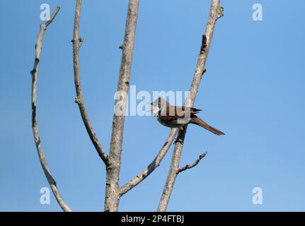 Sylvia communis Foto Stock