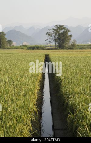 Riso asiatico (Oryza sativa) coltivato in risaie con canale d'acqua, con formazioni carsiche calcaree sullo sfondo, Guilin, Guangxi Zhuang Foto Stock