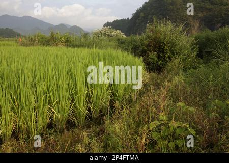 Riso asiatico (Oryza sativa) in risaie, Luokeng, provincia del Guangdong, Cina Foto Stock