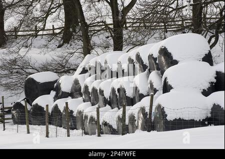 Balle rotonde insilate avvolte in plastica nella neve, Whitewell, Lancashire, Inghilterra, inverno Foto Stock