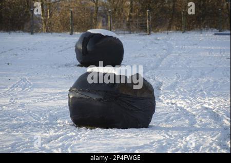 Grandi balle di insilato avvolte in plastica nera in campo innevato, Shap, Cumbria, Inghilterra, Regno Unito Foto Stock
