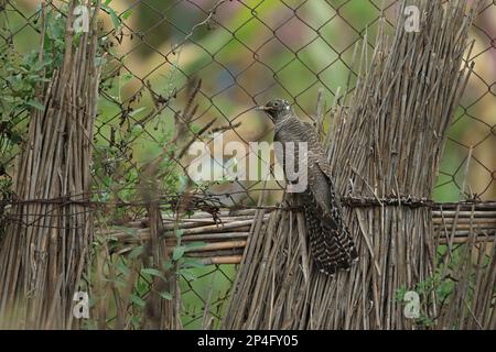 Cucù comune (Cuculus canorus) giovanile, arroccato su recinto, Romania Foto Stock