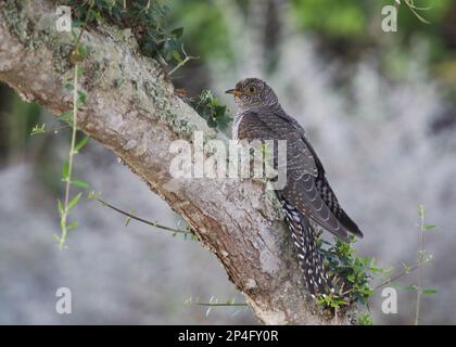 Cucù comune (Cuculus canorus) giovanile, arroccato su un albero, es Grau, Minorca, Baleari, Spagna Foto Stock