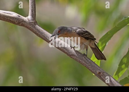Puffback settentrionale (Dryoscopus gambensis gambensis) femmina adulta, foraging in albero, Mole N. P. Ghana Foto Stock