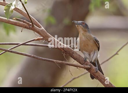 Puffback settentrionale (Dryoscopus gambensis gambensis) femmina adulta, foraging in albero, Mole N. P. Ghana Foto Stock