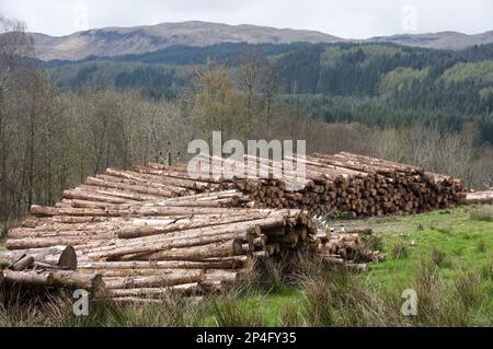 Legname di conifere, Inverary Castle, Argyll and Bute, Scozia, Regno Unito Foto Stock