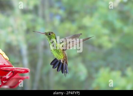 Saucerottia tobaci, colibrì rumato di rame (Amazilia tobaci), colibrì rumato di rame, colibrì, Animali, Uccelli, Hummingbird rumped rame Foto Stock